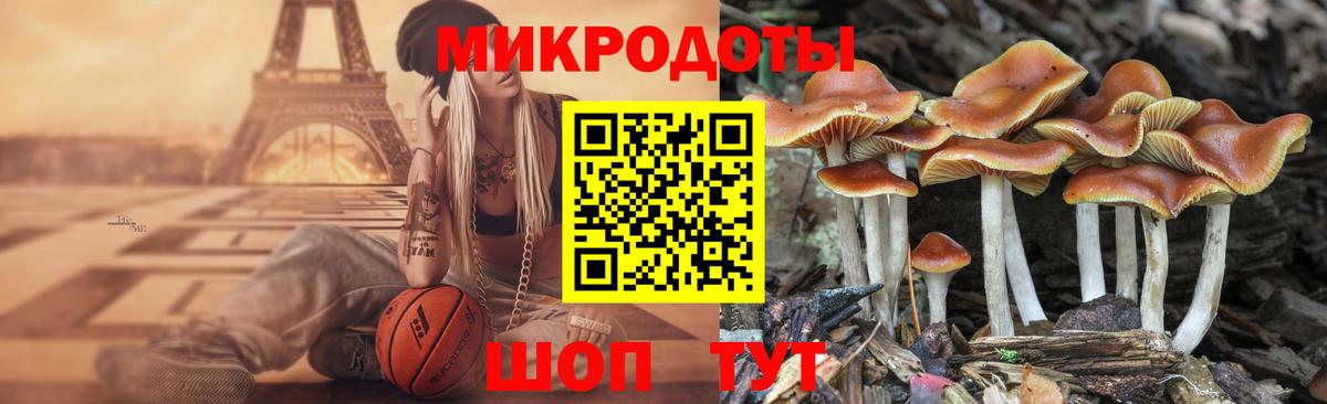 Псилоцибиновые грибы Psilocybe Волгоград